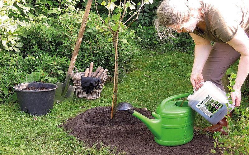 Herbstzeit ist Pflanzzeit